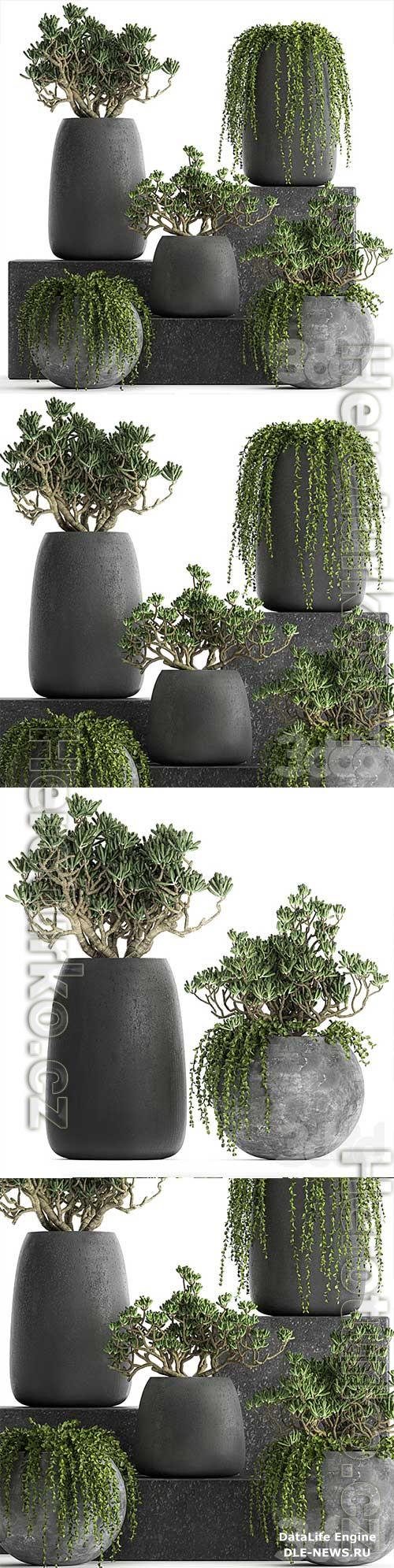 Plant collection 810 Money tree, Crassula, outdoor flowerpot, bushes, climbing plants, Crassula, succulents 3D Model