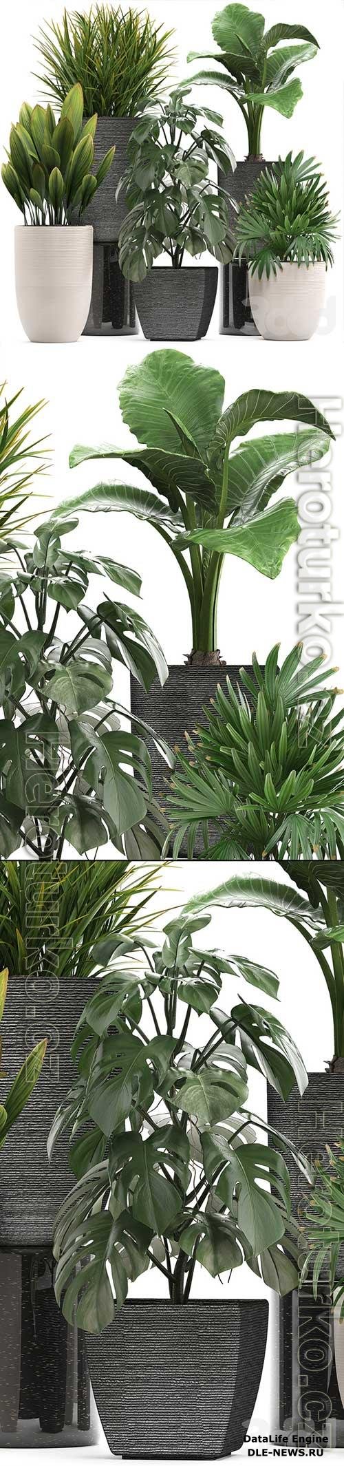 Plant collection 277. palm grass, monstera, rapis, alocasia, pot, flowerpot 3D Model