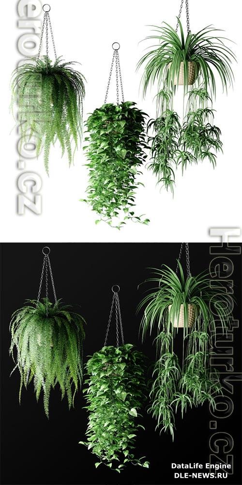 Plants in Hanging Wicker Planters 3D Model