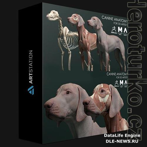 ARTSTATION  CANINE ANATOMY MODEL