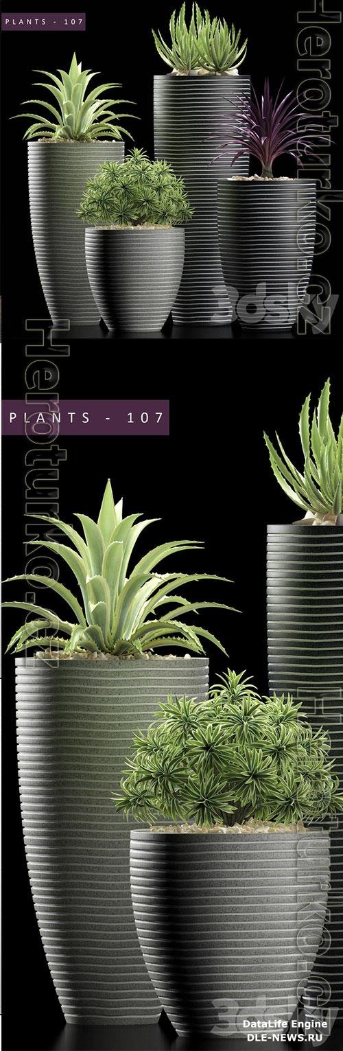 3D Models PLANTS 106