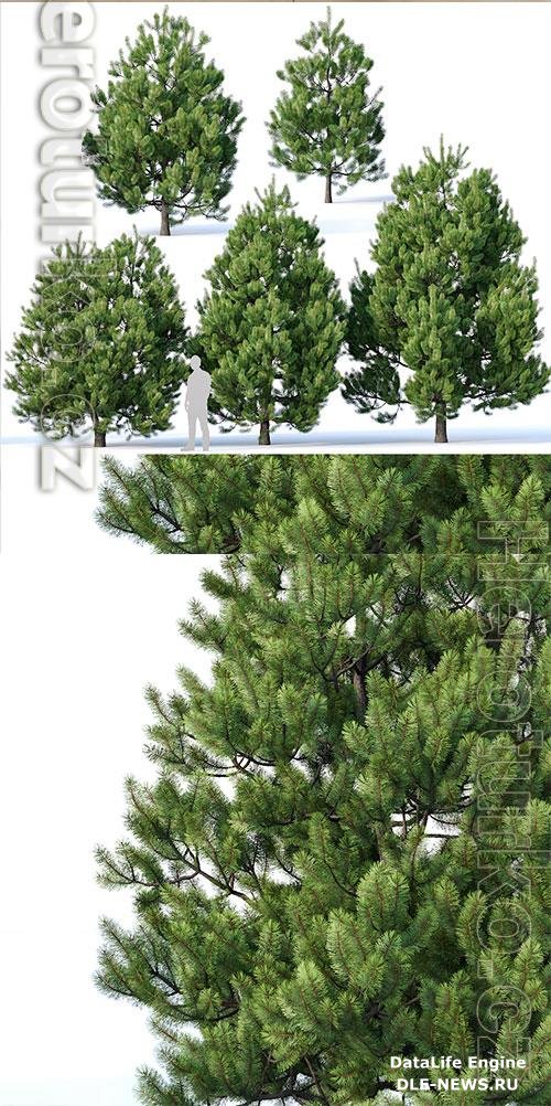 3D Models Pinus Sylvestris 2