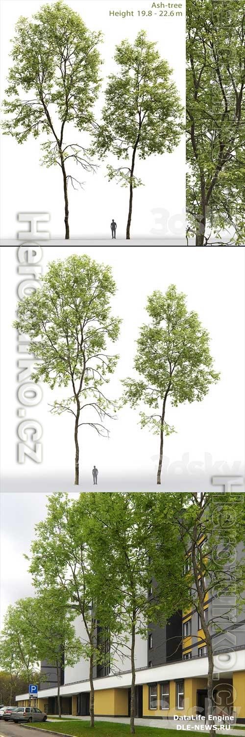 3D Models Ash Tree 6