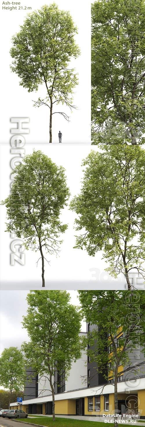 3D Models Ash Tree 5