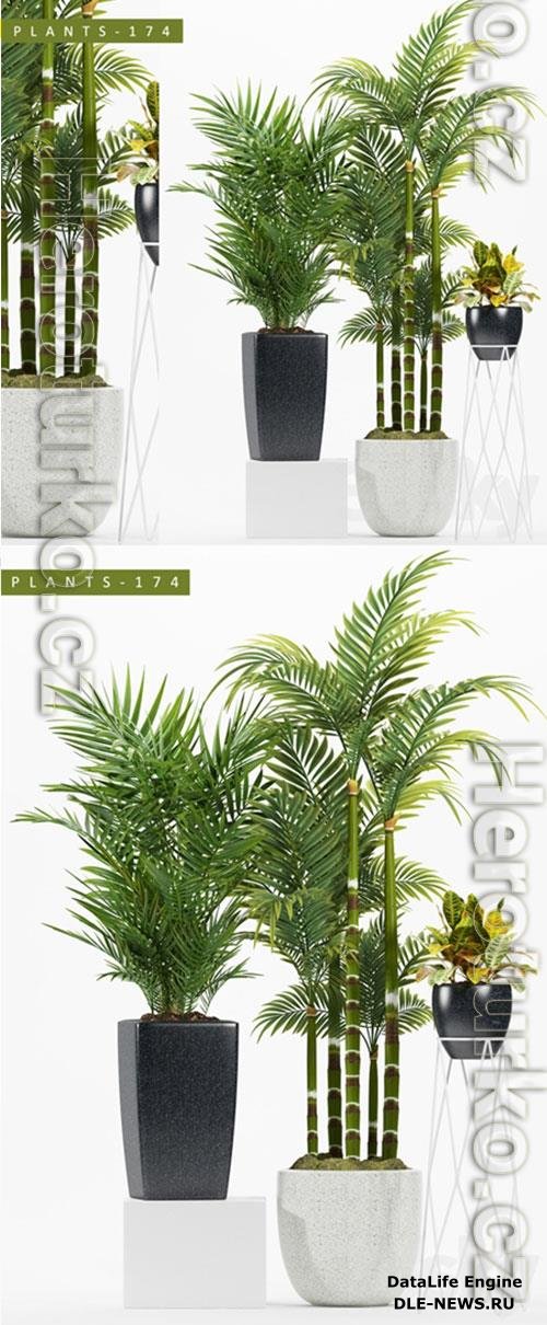 3D Models PLANTS 174