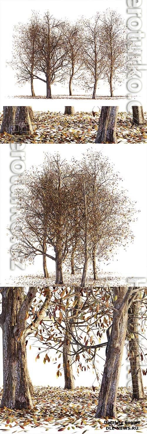 3D Models Collection of Dry Autumn Trees 001