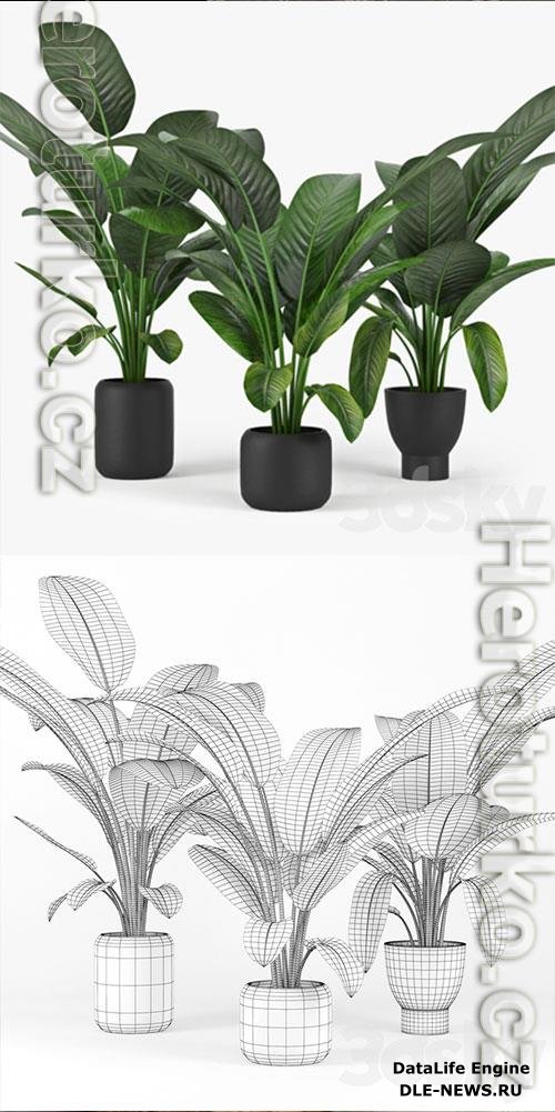 3D Models Tropical Palm