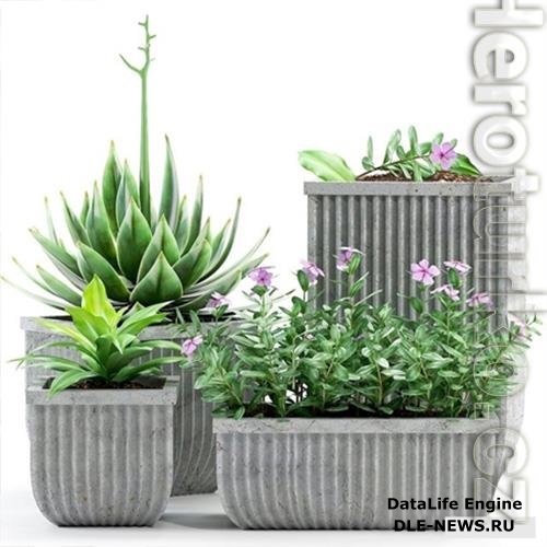 3D Models Plants 209