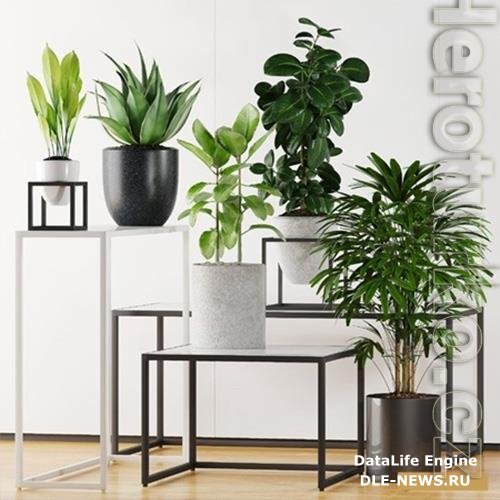 3D Models Plants 203