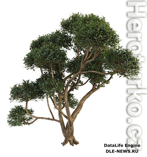 Phillyrea latifolia 3 3D Model