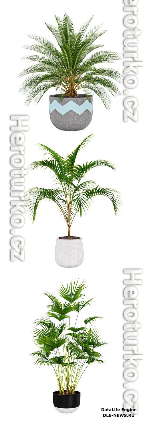 Palm plant collection 1 3D Model