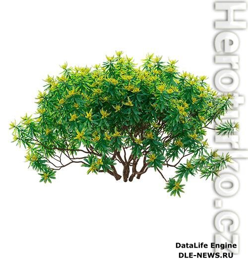 Euphorbia dentroides 6 3D Model