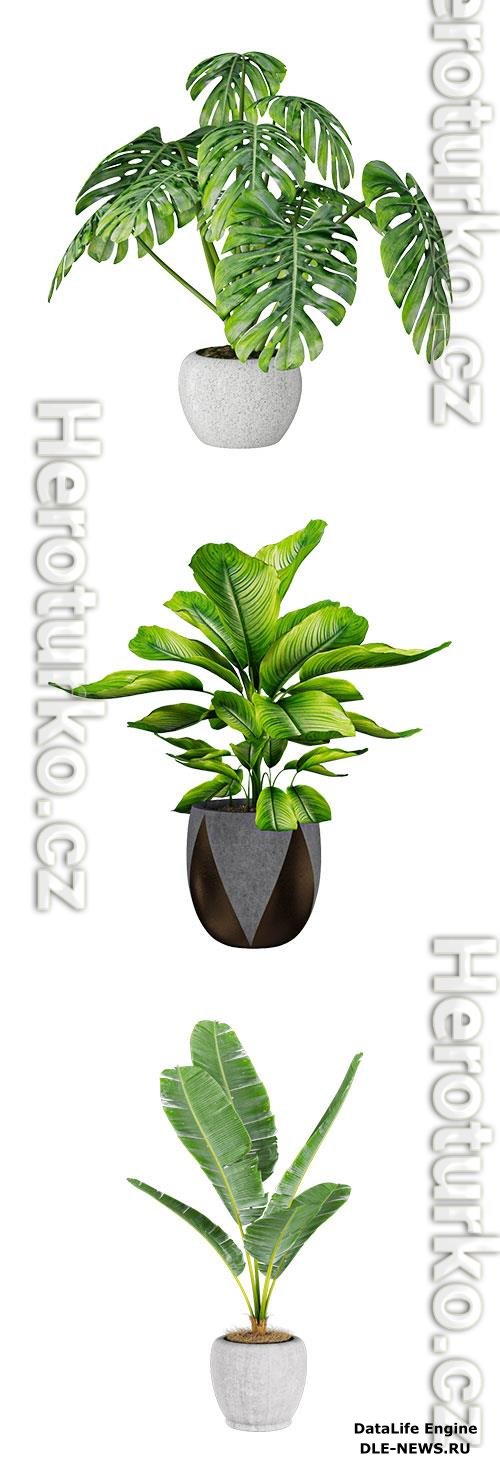 Banana plant, Monstera, Dieffenbachia 3D Model