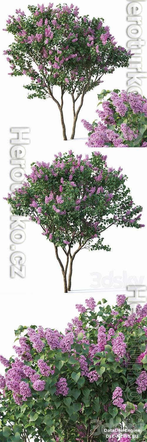 Lilac Syringa Vulgaris  3 Tree 3D Model