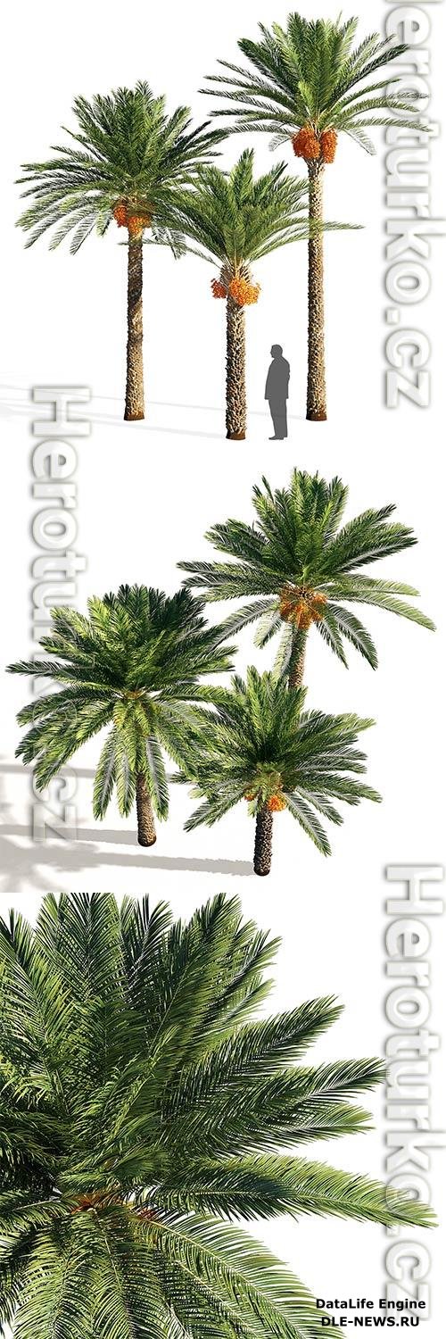 Date Palm 3D Model