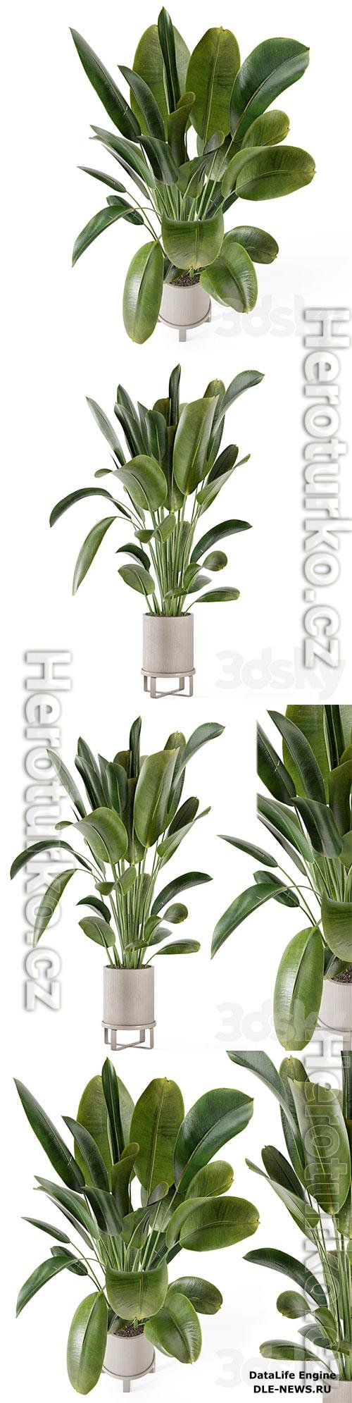 Indoor Plants in Ferm Living Bau Pot Large Set 378 3D Model