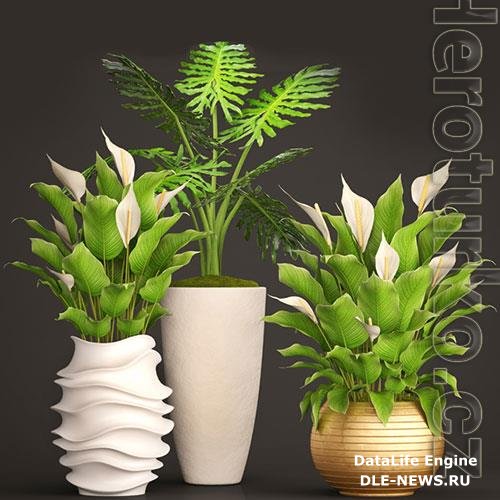 Spathiphyllum big set 05 3D Model