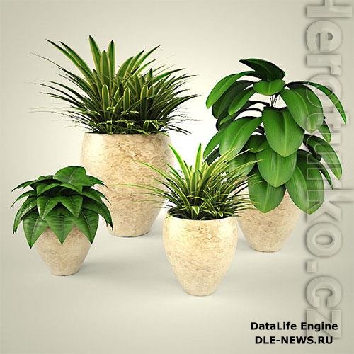 Plants collection 80 3D Model