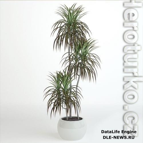 Plant dracaena 06 3D Model