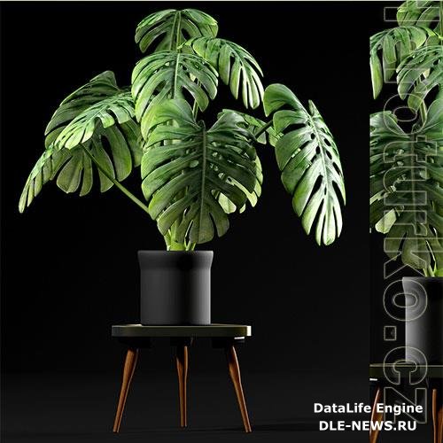 Monstera plants 50 3D Model