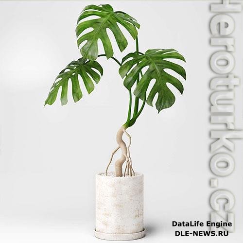 Monstera plant 01 3D Model