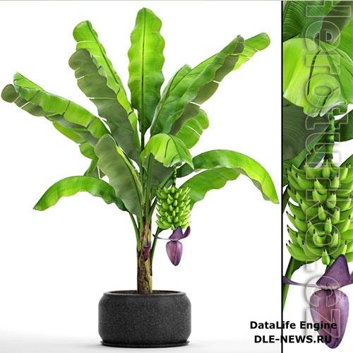 Japanese banana plant 2 3D Model