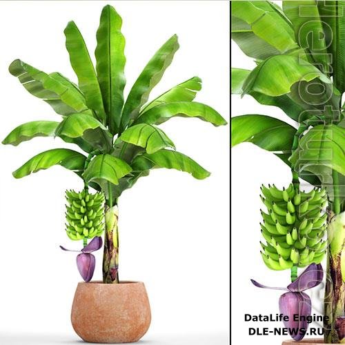 Japanese banana plant 1 3D Model