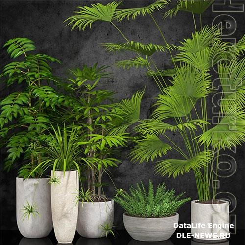 Houseplant 056 3D Model