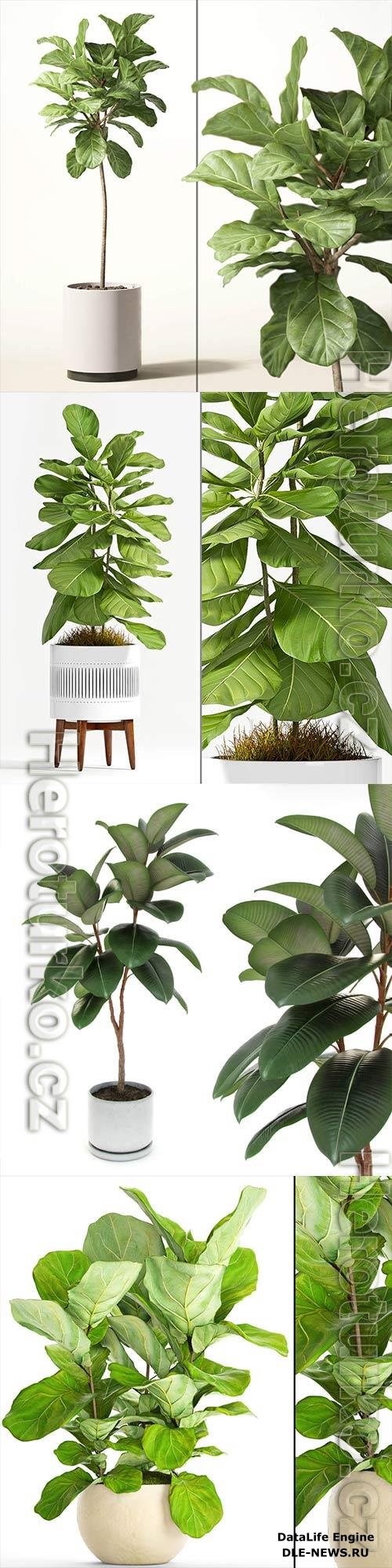 Ficus plant collection 3D Model
