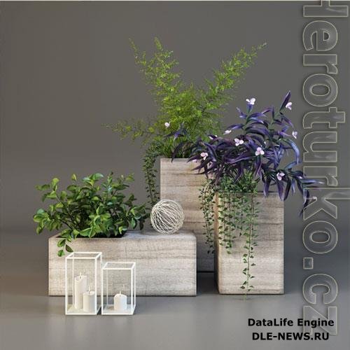 Decorative plants set 6 3D Model