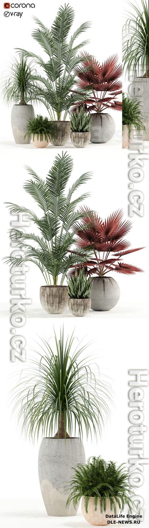 Plants collection 122 3D Model