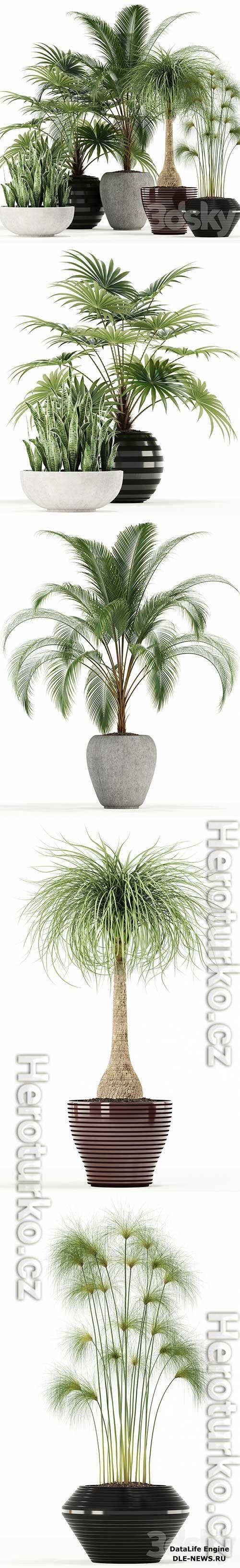 Plants collection 103 3D Model