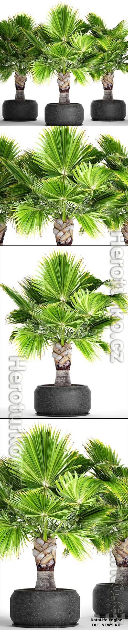 Brahea palm edulis 3D Model