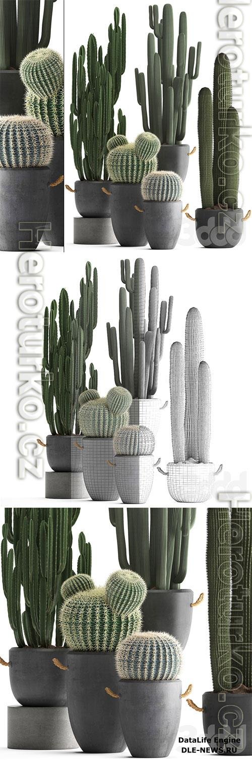 Collection of plants 411, Cactus set 3D Model