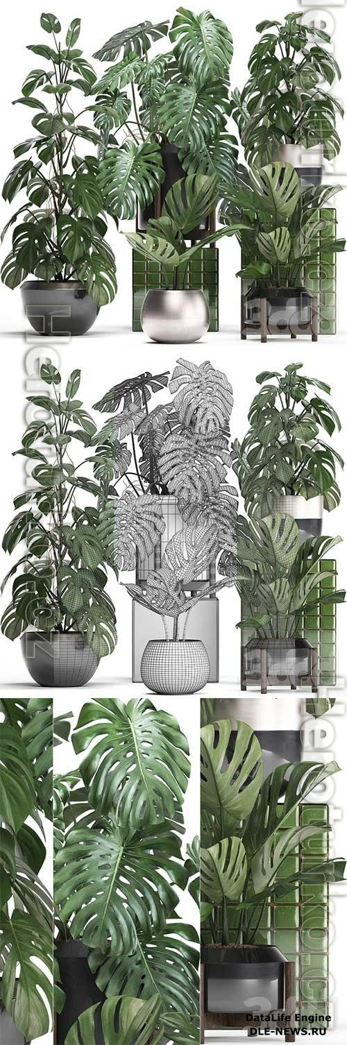 Plant collection 351 Monstera 3D Model