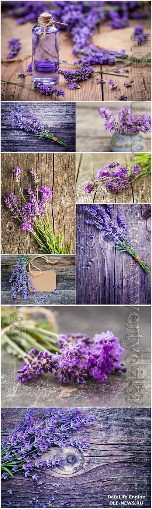 Fresh lavender flowers beautiful stock photo