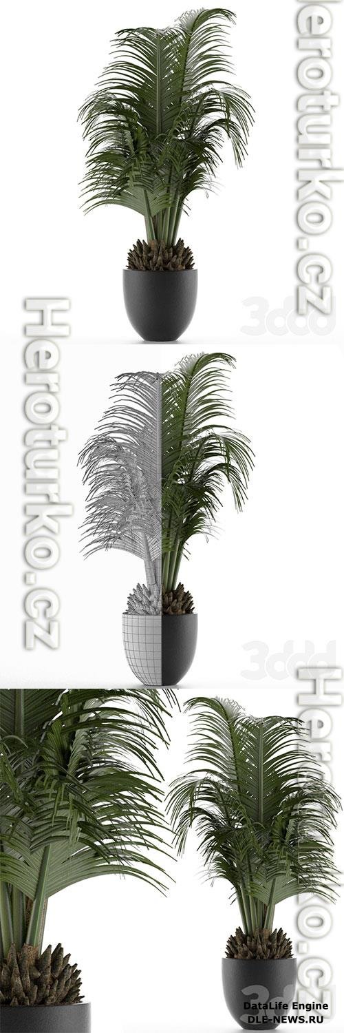 House Plant 30 3D Model