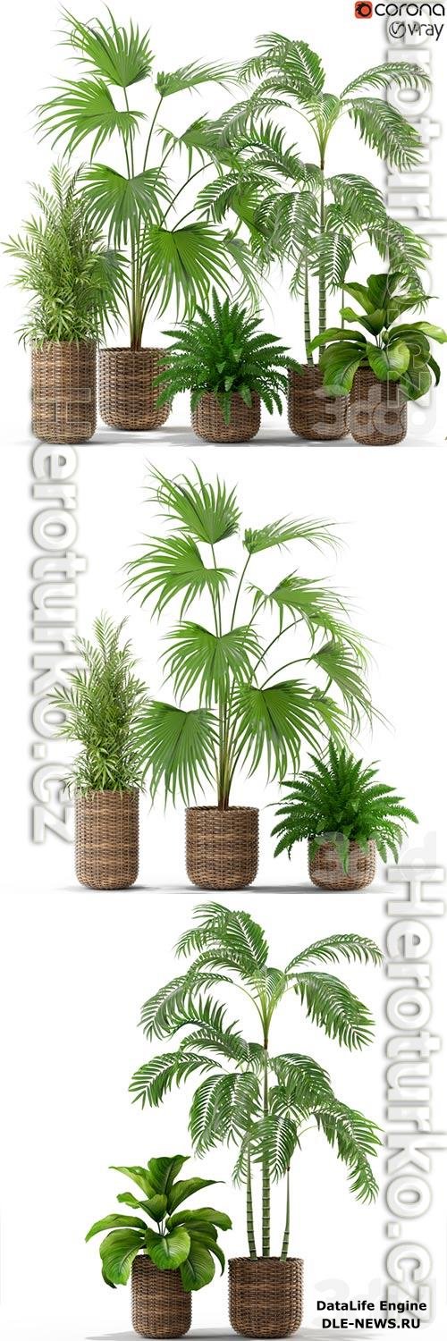 Plants collection 338 3D Model