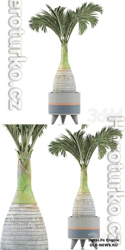 Plants Collection 131 Big Palm 3D Model