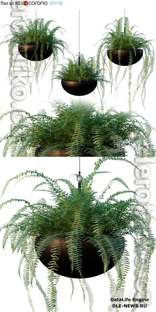 Nephrolepis cordifolia Plant set 10 3D Model