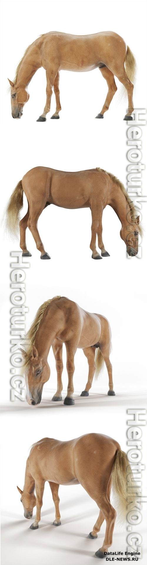 Grazing horse 3D Model