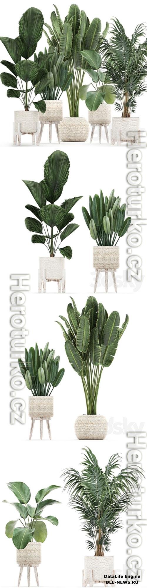 Plant collection 713. White basket, rattan, flowerpot, Banana, palm, howea
