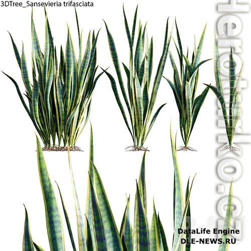 Sansevieria trifasciata 01 3D Model