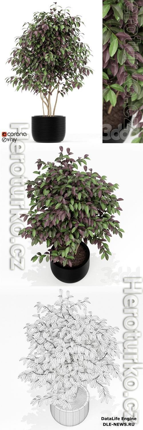 Plants Collection 162 3D Model