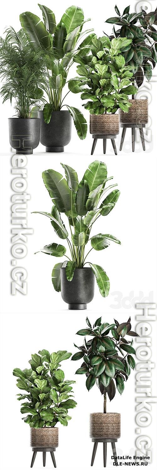 Plant collection 860 3D Model