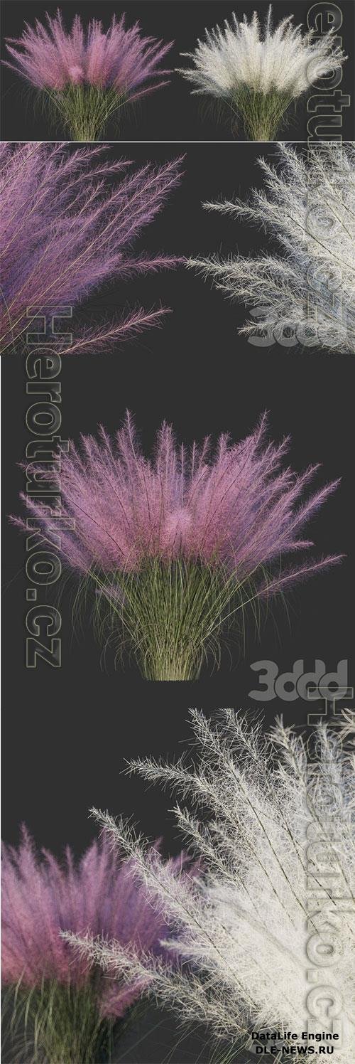 Muhlenberg hairy  Muhlenbergia capillaris 3D Model