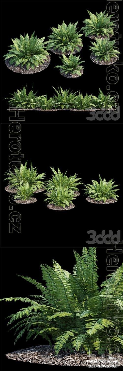 Fern bush 3D Model