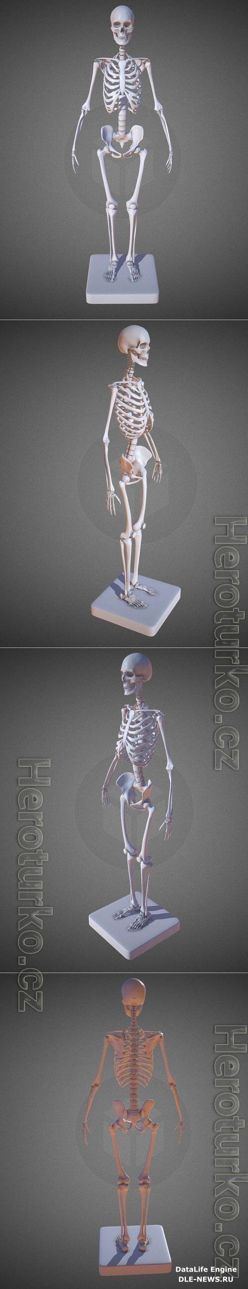 Female Skeleton 3D Print