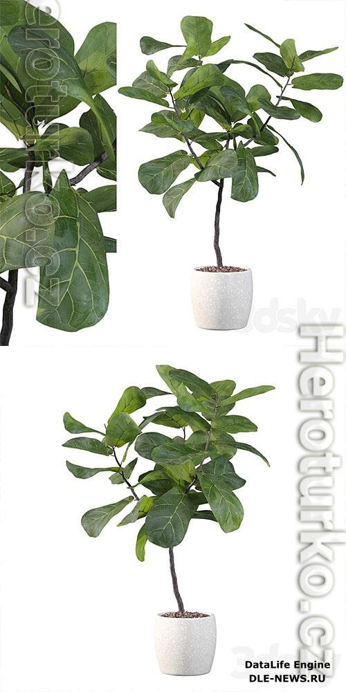 Plants collection 101 ficus lyrata 3D Models