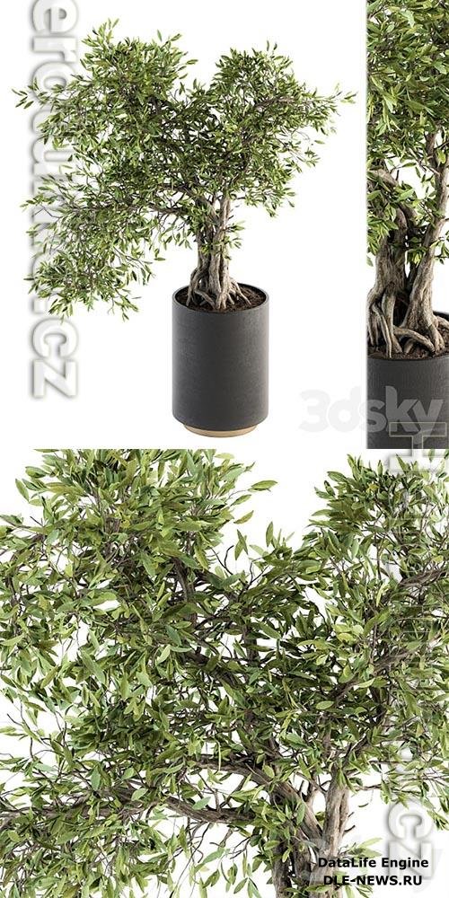 indoor Plant Set 207 Big Bonsai in pot 3D Models